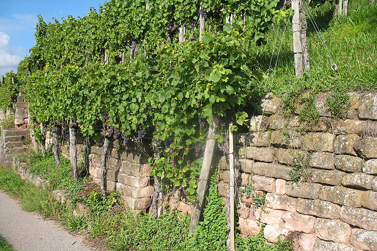 Weinbau